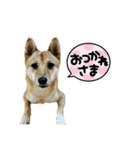 ふうわとリリィ（個別スタンプ：12）