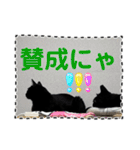 友達と使うスタンプにゃのだ（個別スタンプ：5）