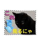 友達と使うスタンプにゃのだ（個別スタンプ：7）