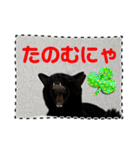 友達と使うスタンプにゃのだ（個別スタンプ：10）