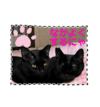 友達と使うスタンプにゃのだ（個別スタンプ：11）