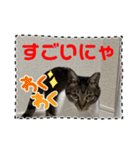 友達と使うスタンプにゃのだ（個別スタンプ：12）