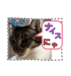 友達と使うスタンプにゃのだ（個別スタンプ：14）