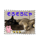 友達と使うスタンプにゃのだ（個別スタンプ：16）