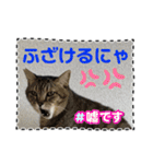 友達と使うスタンプにゃのだ（個別スタンプ：17）