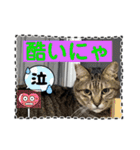 友達と使うスタンプにゃのだ（個別スタンプ：18）