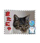 友達と使うスタンプにゃのだ（個別スタンプ：19）