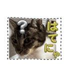 友達と使うスタンプにゃのだ（個別スタンプ：20）