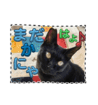 友達と使うスタンプにゃのだ（個別スタンプ：24）