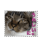友達と使うスタンプにゃのだ（個別スタンプ：28）