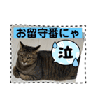 友達と使うスタンプにゃのだ（個別スタンプ：29）