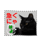 友達と使うスタンプにゃのだ（個別スタンプ：30）