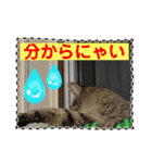 友達と使うスタンプにゃのだ（個別スタンプ：31）