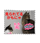 友達と使うスタンプにゃのだ（個別スタンプ：33）