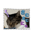 友達と使うスタンプにゃのだ（個別スタンプ：34）