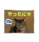 友達と使うスタンプにゃのだ（個別スタンプ：38）