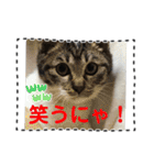友達と使うスタンプにゃのだ（個別スタンプ：39）