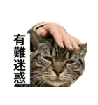 うちのゲベナマ3（個別スタンプ：1）