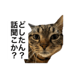 うちのゲベナマ3（個別スタンプ：3）