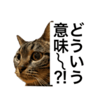 うちのゲベナマ3（個別スタンプ：4）