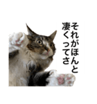 うちのゲベナマ3（個別スタンプ：6）