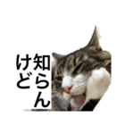 うちのゲベナマ3（個別スタンプ：8）