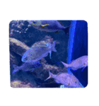 水族館のお魚たち2 fish in the aquarium2（個別スタンプ：2）