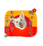 白い犬ちゃん 年末年始（個別スタンプ：4）