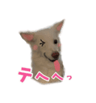 白い犬ちゃん 年末年始（個別スタンプ：9）