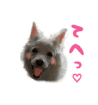 白い犬ちゃん 年末年始（個別スタンプ：10）