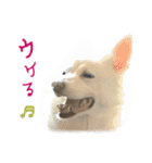 白い犬ちゃん 年末年始（個別スタンプ：11）