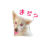 白い犬ちゃん 年末年始（個別スタンプ：12）