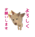 白い犬ちゃん 年末年始（個別スタンプ：13）