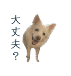 白い犬ちゃん 年末年始（個別スタンプ：14）