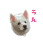 白い犬ちゃん 年末年始（個別スタンプ：15）