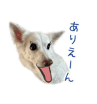 白い犬ちゃん 年末年始（個別スタンプ：19）