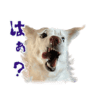 白い犬ちゃん 年末年始（個別スタンプ：29）