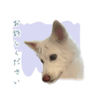 白い犬ちゃん 年末年始（個別スタンプ：37）