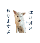 白い犬ちゃん 年末年始（個別スタンプ：39）