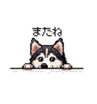 ドット絵 シベリアンハスキー 40種 日常（個別スタンプ：24）