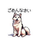 ドット絵 シベリアンハスキー 40種 日常（個別スタンプ：25）