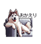 ドット絵 シベリアンハスキー 40種 日常（個別スタンプ：27）