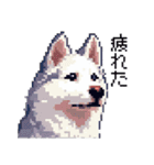 ドット絵 シベリアンハスキー 40種 日常（個別スタンプ：29）