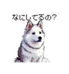 ドット絵 シベリアンハスキー 40種 日常（個別スタンプ：30）