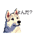 ドット絵 シベリアンハスキー 40種 日常（個別スタンプ：31）