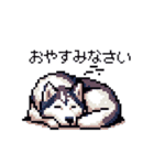 ドット絵 シベリアンハスキー 40種 日常（個別スタンプ：38）