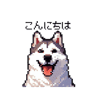 ドット絵 シベリアンハスキー 40種 日常（個別スタンプ：39）