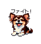 ドット絵 チワワ チョコタン 40種 日常会話（個別スタンプ：35）