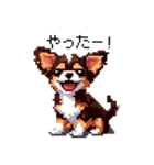 ドット絵 チワワ チョコタン 40種 日常会話（個別スタンプ：40）