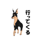 モッピーの着ぐるみ生活 犬編ドーベルマン（個別スタンプ：16）